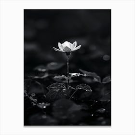 Lotus Flower 45 Canvas Print