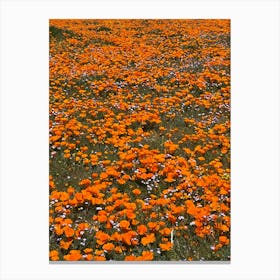 Antelope valley 1 Canvas Print