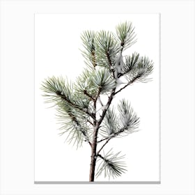 Pine Tree With Snow Canvas Print