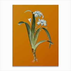 Vintage Iris Fimbriata Botanical on Sunset Orange n.0516 Canvas Print