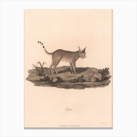 Lynx, James Heath Canvas Print