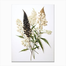 Pressed Wildflower Botanical Art Black Cohosh 2 Canvas Print