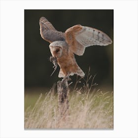 Barn Owl With Mouse Canvas Print