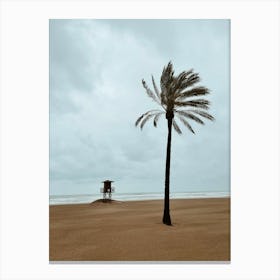 Palm Tree On The Beach, Cullera, Valencia Canvas Print