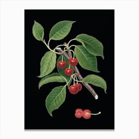 Vintage Sour Cherry Botanical Illustration on Solid Black n.0258 Canvas Print