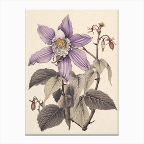 Katakuri Dogtooth Violet 2 Vintage Japanese Botanical Canvas Print