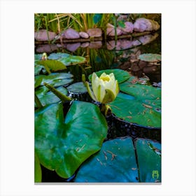 Water Lily 20230511185985 Canvas Print