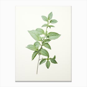 Mint Vintage Botanical Herbs 1 Canvas Print