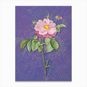 Vintage Speckled Provins Rose Botanical Illustration on Veri Peri n.0459 Canvas Print