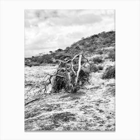 Dead Tree In The Savannah Canvas Print