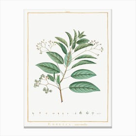 Ehretia Internodis, Pierre Joseph Redoute Canvas Print