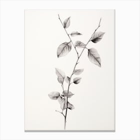 Vintage Leaf Sketch Canvas Print