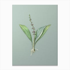 Vintage Peliosanthes Teta Botanical Art on Mint Green n.0664 Canvas Print