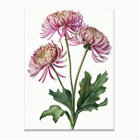 Chrysanthemums 1 Canvas Print