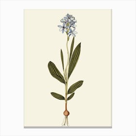 Blue Orchid Canvas Print