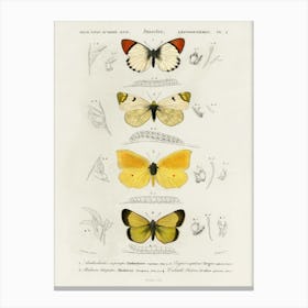 Different Types Of Butterfly, Charles Dessalines D'Orbigny Canvas Print