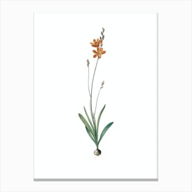 Vintage Mossel Bay Tritonia Botanical Illustration on Pure White n.0137 Canvas Print
