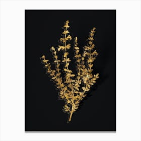 Vintage Cat Thyme Plant Botanical in Gold on Black n.0371 Canvas Print