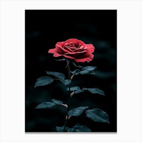 Dark Rose 63 Canvas Print