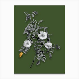 Vintage Reddish Rosebush Black and White Gold Leaf Floral Art on Olive Green n.0423 Canvas Print