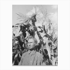 Untitled Photo, Possibly Related To Agricultural Day Laborer Standing In Corn Which He Grew Near His Tent Home In Canvas Print