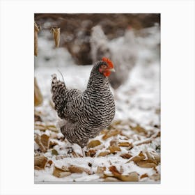 Laying Hen In Snow Canvas Print