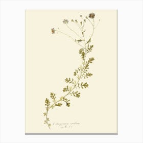 Botanical Illustration 1 Canvas Print