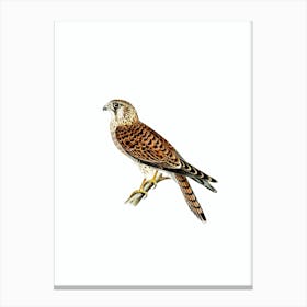 Vintage Common Kestrel Falcon Bird Illustration on Pure White Canvas Print