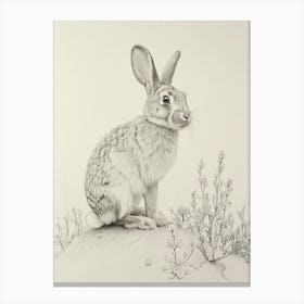 Jersey Wooly Rabbit Drawing 4 Canvas Print