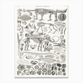 Organic Remains, Oliver Goldsmith, Canvas Print