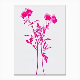 Hot Pink Statice 2 Canvas Print