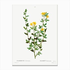 Yellow Jasmine, Pierre Joseph Redoute Canvas Print