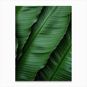Green Banana Leaf Background Canvas Print