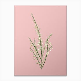 Vintage White Broom Botanical on Soft Pink n.0096 Canvas Print