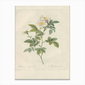 Rose Illustration, Pierre Joseph Redoute, Pierre Joseph Redoute(129) Canvas Print