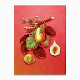 Vintage Common Fig Botanical Art on Fiery Red Canvas Print