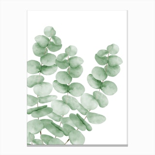 Watercolor Eucalyptus Leaves Canvas Print