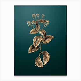 Gold Botanical New Jersey Tea on Dark Teal n.0014 Canvas Print