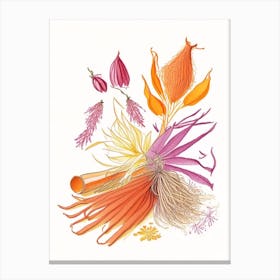 Saffron Spices And Herbs Pencil Illustration 1 Canvas Print