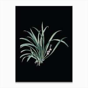 Vintage Sansevieria Carnea Botanical Illustration on Solid Black Canvas Print