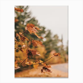 Warm Autumn Leaf Canvas Print