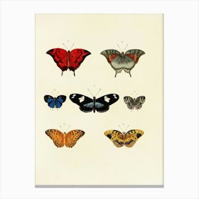 Butterflies Of The World Canvas Print