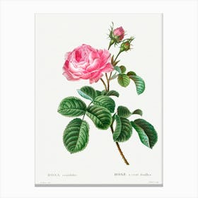 Cabbage Rose, Pierre Joseph Redoute (4) Canvas Print