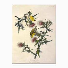 American Goldfinch, John James Audubon Canvas Print