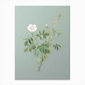 Vintage White Downy Rose Botanical Art on Mint Green n.0438 Canvas Print