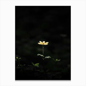 Single Flower In The Dark 94 Canvas Print