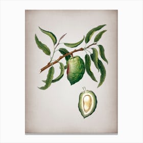 Vintage Almond Botanical on Parchment n.0180 Canvas Print