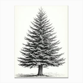 Fir Tree Pencil Sketch Ultra Detailed 9 Canvas Print