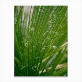 Abstract Green Fan Palm  Canvas Print