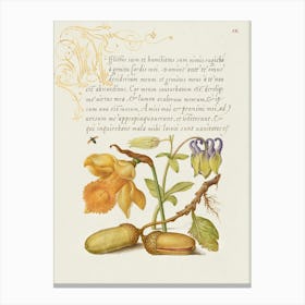 Insect, Daffodil, European Columbine, And English Oak Acorns From Mira Calligraphiae Monumenta, Joris Hoefnagel Canvas Print